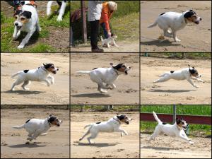 TrainingWaltershofen10.4.23Terrier